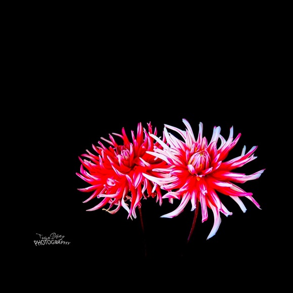 Meet your Posher, Linh - Picture 1 of 2